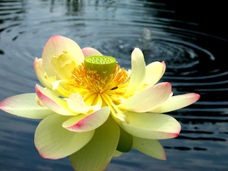 Golden lotus glowing softly against a deep blue background, symbolizing growth and success.