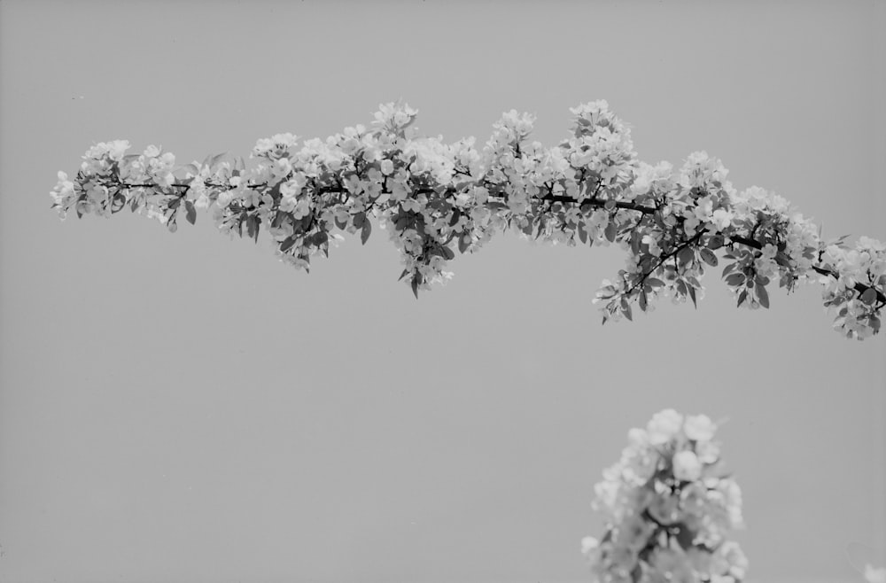 Flor de cerezo blanco en fotografía en escala de grises