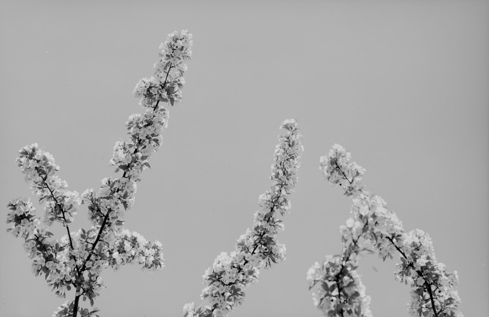 white cherry blossom in grayscale photography