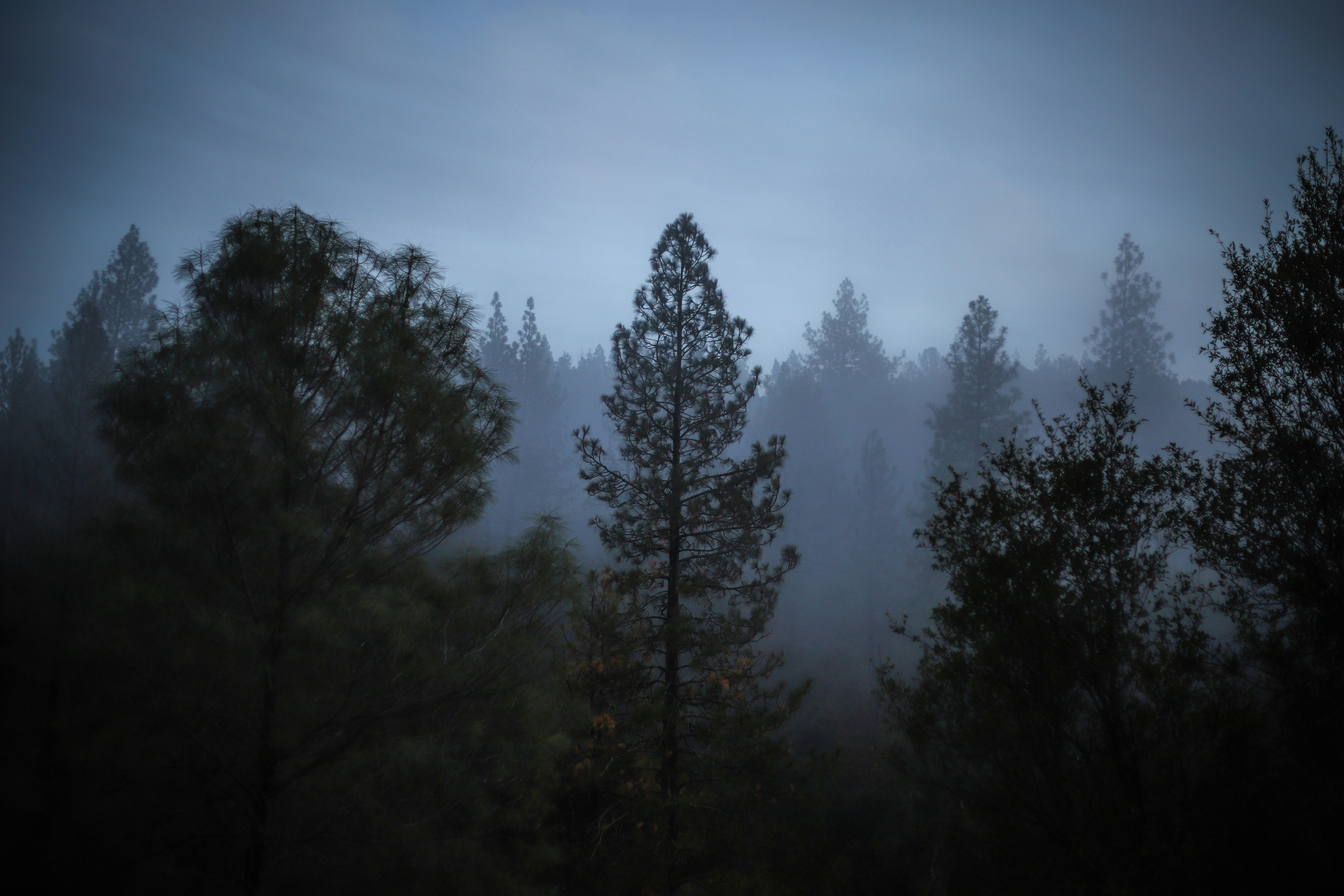 green trees under blue sky during daytime