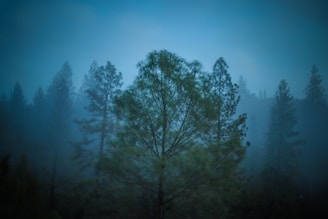 A mysterious foggy forest with a glowing central light symbolizing eternal presence.