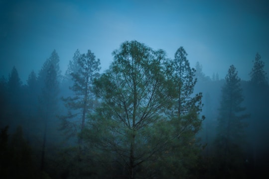 A mysterious foggy forest with a glowing central light symbolizing eternal presence.