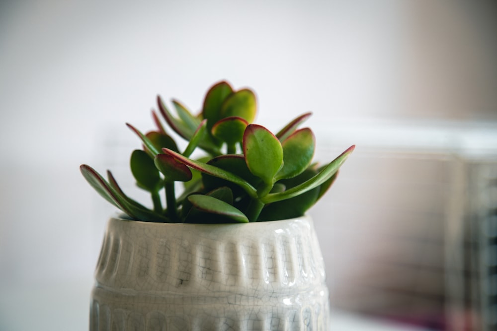 green plant in gray ceramic vase