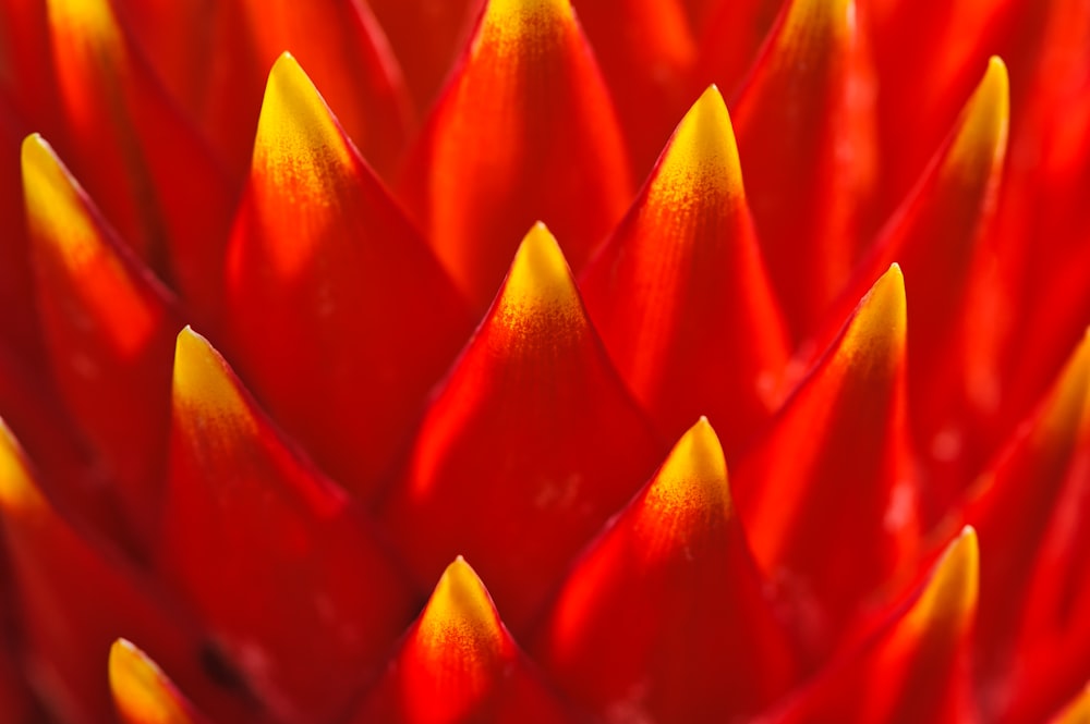 red and green plant in close up photography