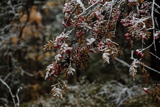 red and white flowers in tilt shift lens in Sundsvall Sweden