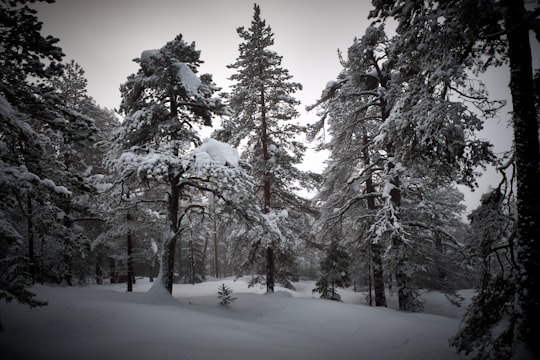 snow covered trees during daytime in Sundsvall Sweden