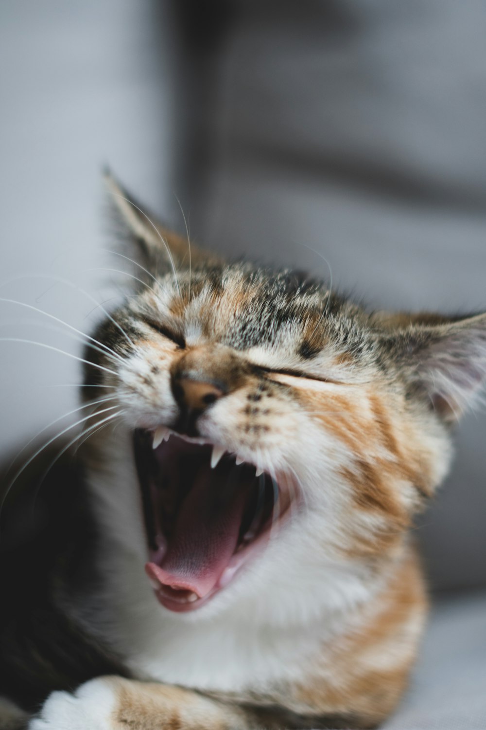 orange and white tabby cat