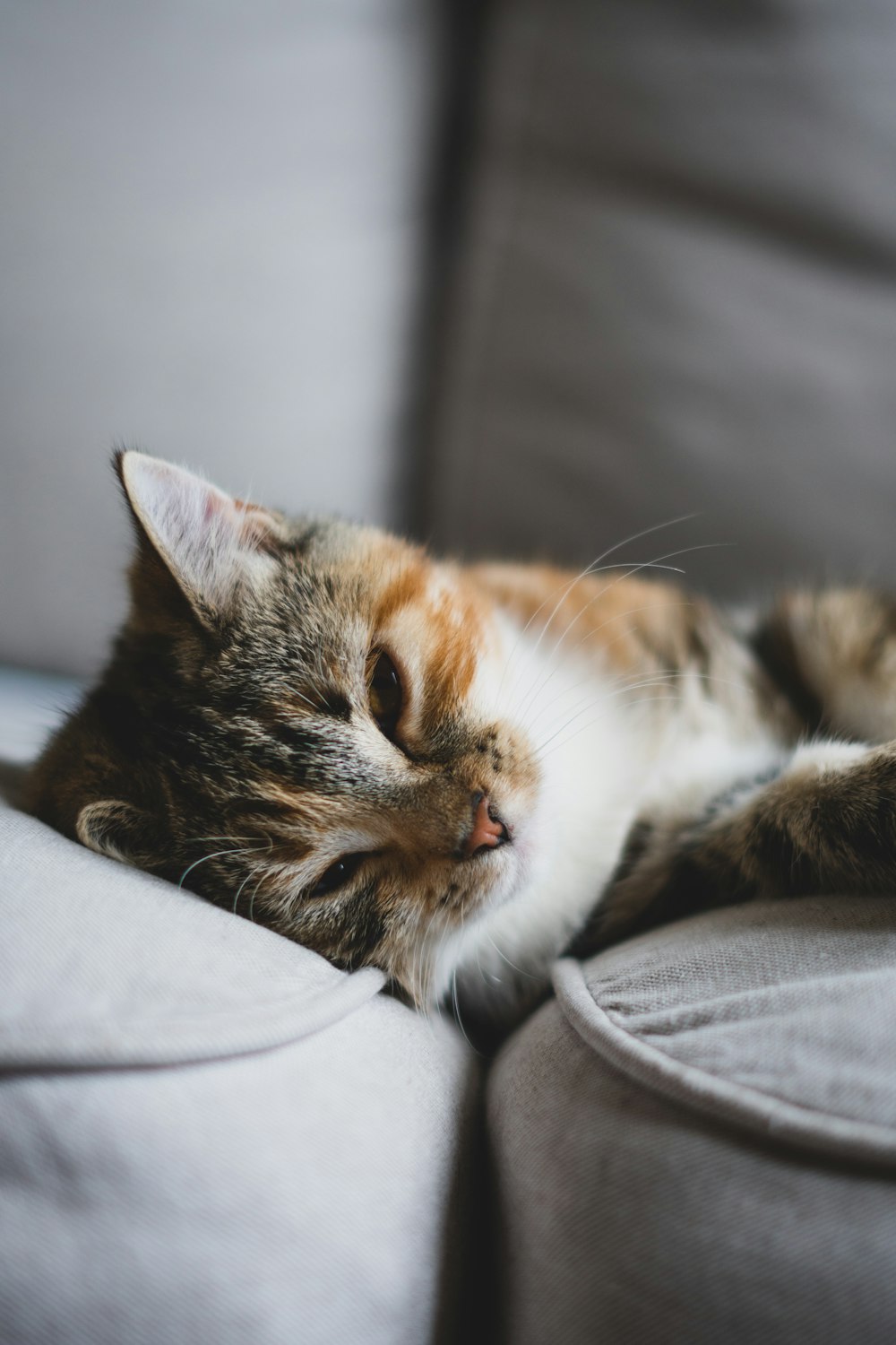 Braune Tabby-Katze liegt auf weißem Textil