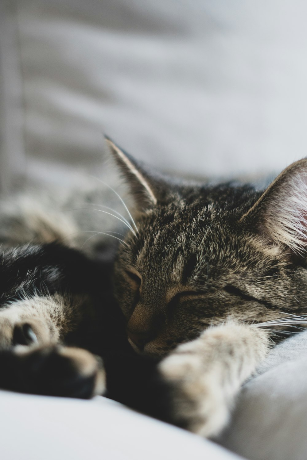 brown tabby cat lying on white textile