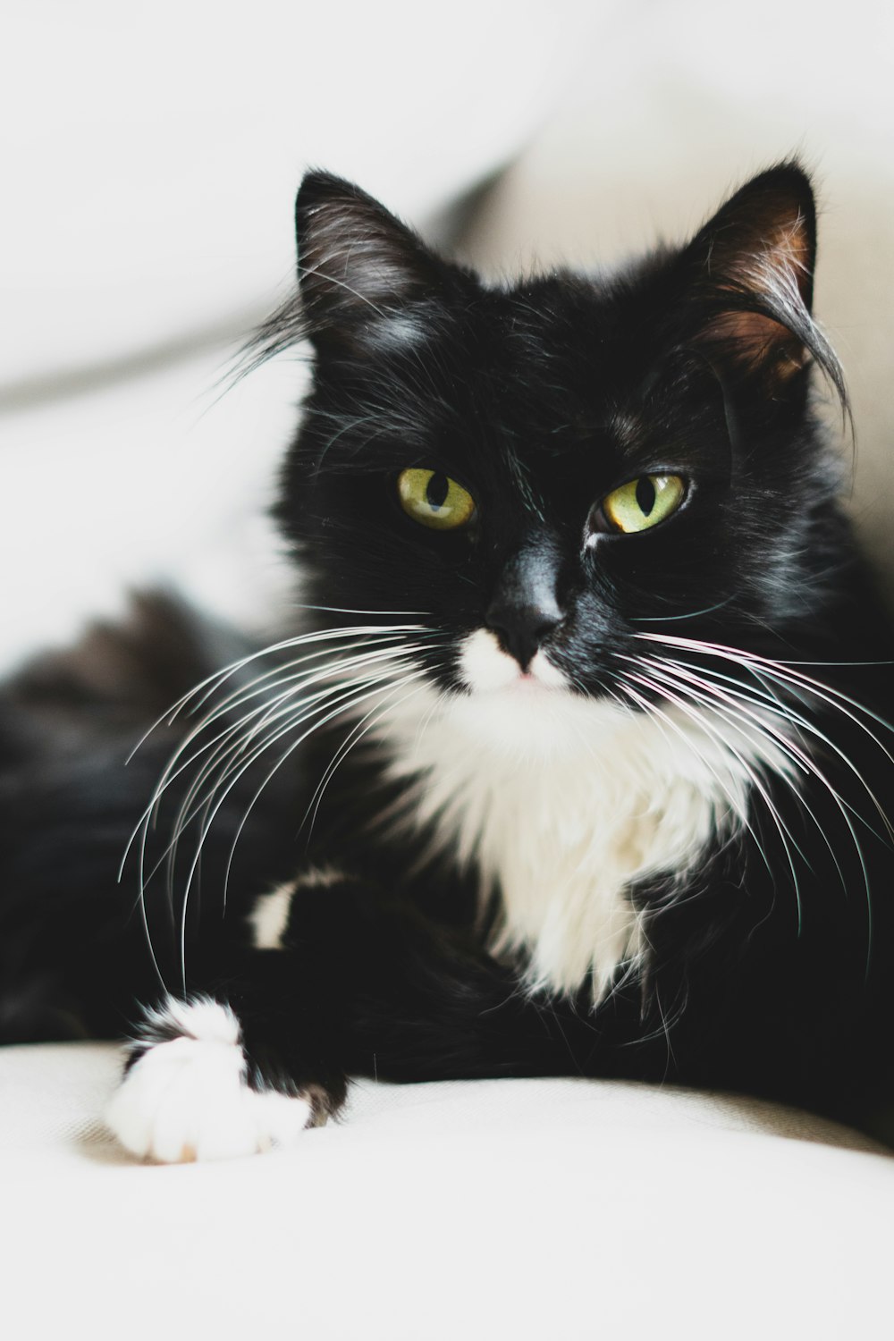 black and white cat on white textile