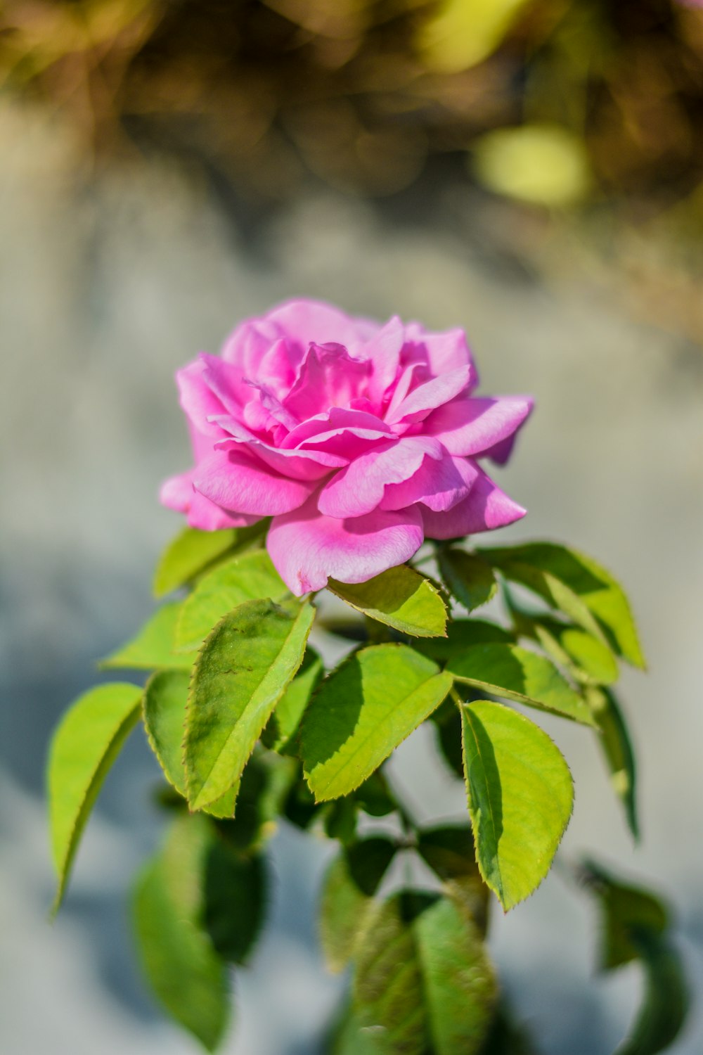 pink rose in bloom during daytime