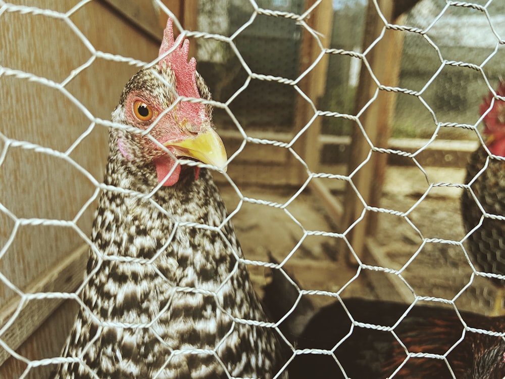 black and white chicken on cage