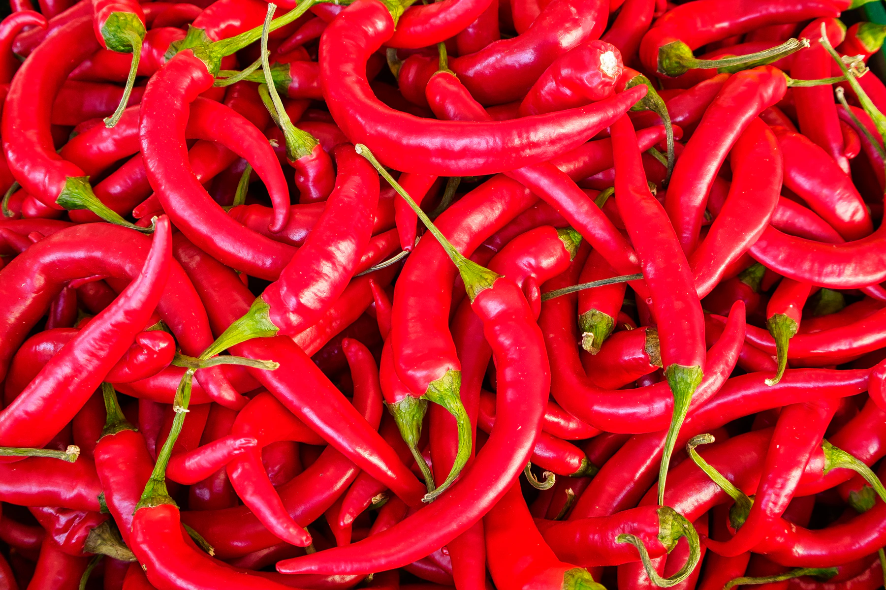 Close-up of red chili peppers used in spicy Calabrian cuisine