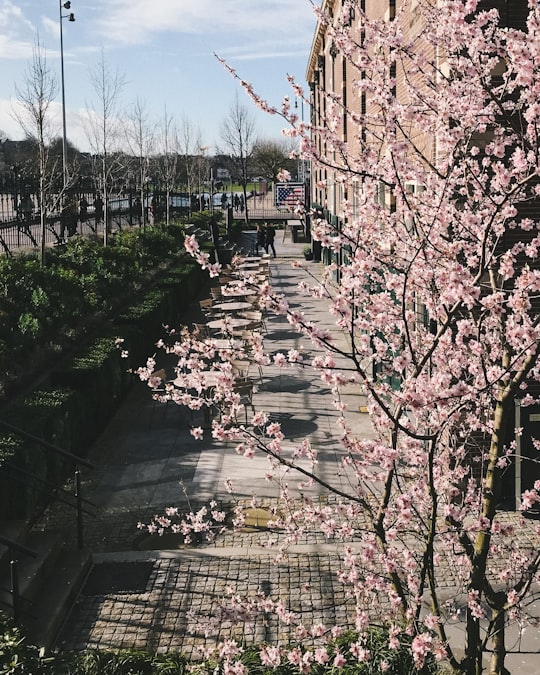 cars parked on sidewalk near trees and buildings during daytime in Rijksmuseum Netherlands