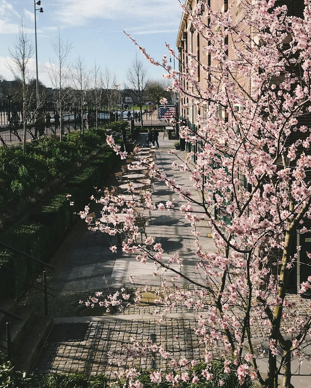 cars parked on sidewalk near trees and buildings during daytime