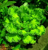 A vibrant, leafy plant with frilly, lime green edges surrounded by various other green foliage. The leaves feature a unique, curled texture, creating an intricate, decorative look.