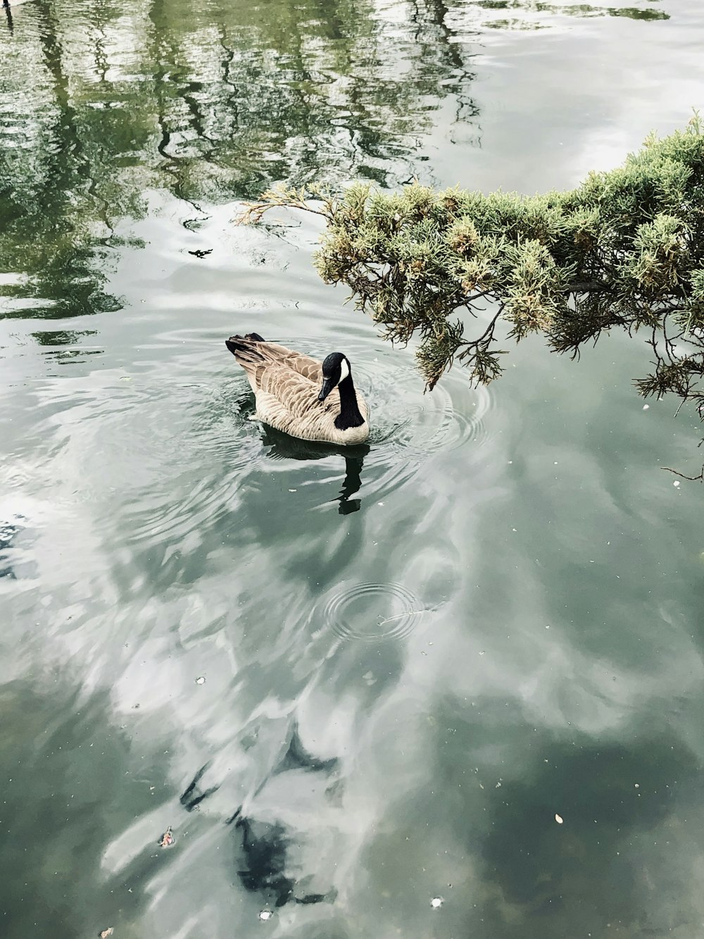 brown duck on water during daytime