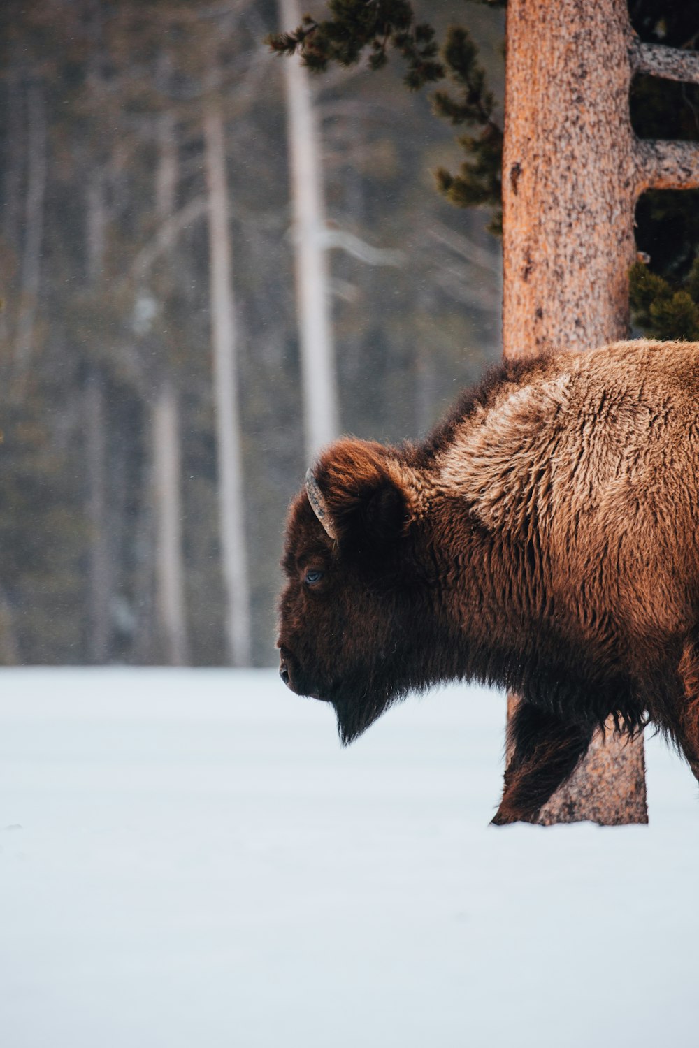 a large brown bear standing next to a tree