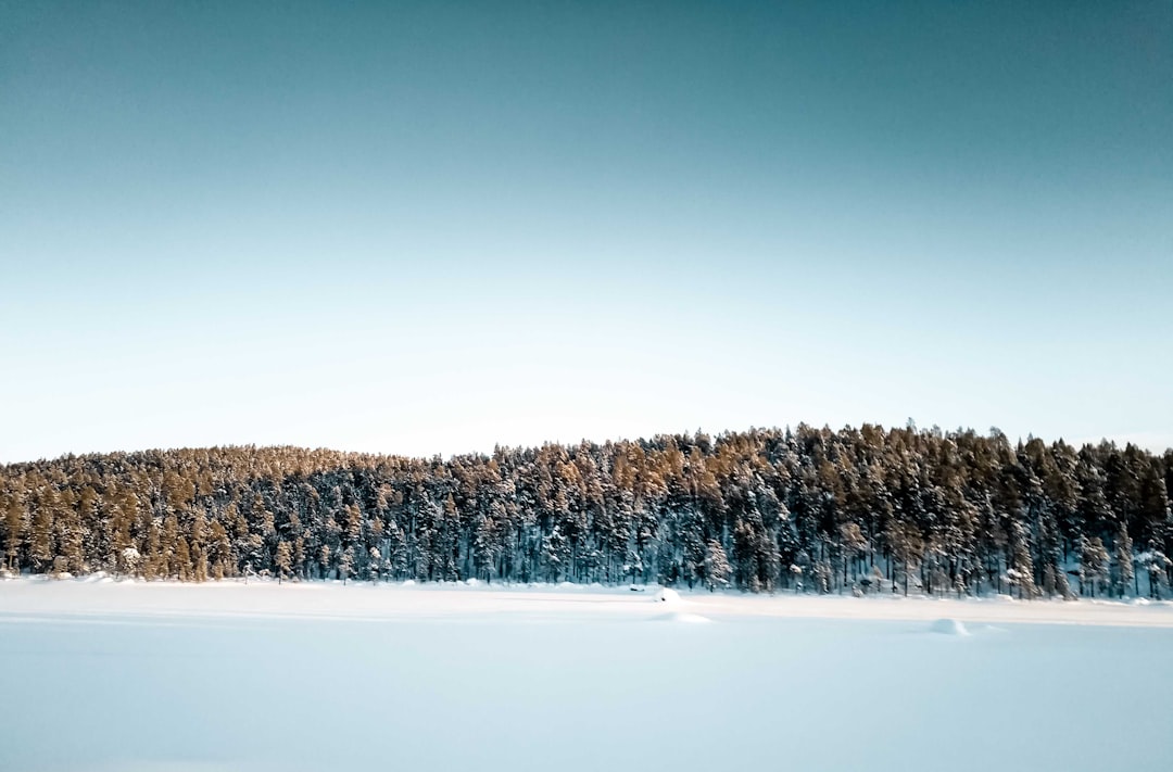 green trees on snow covered ground under blue sky during daytime