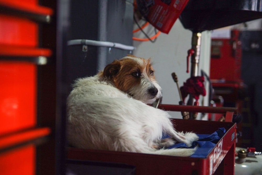 white and brown long coated dog