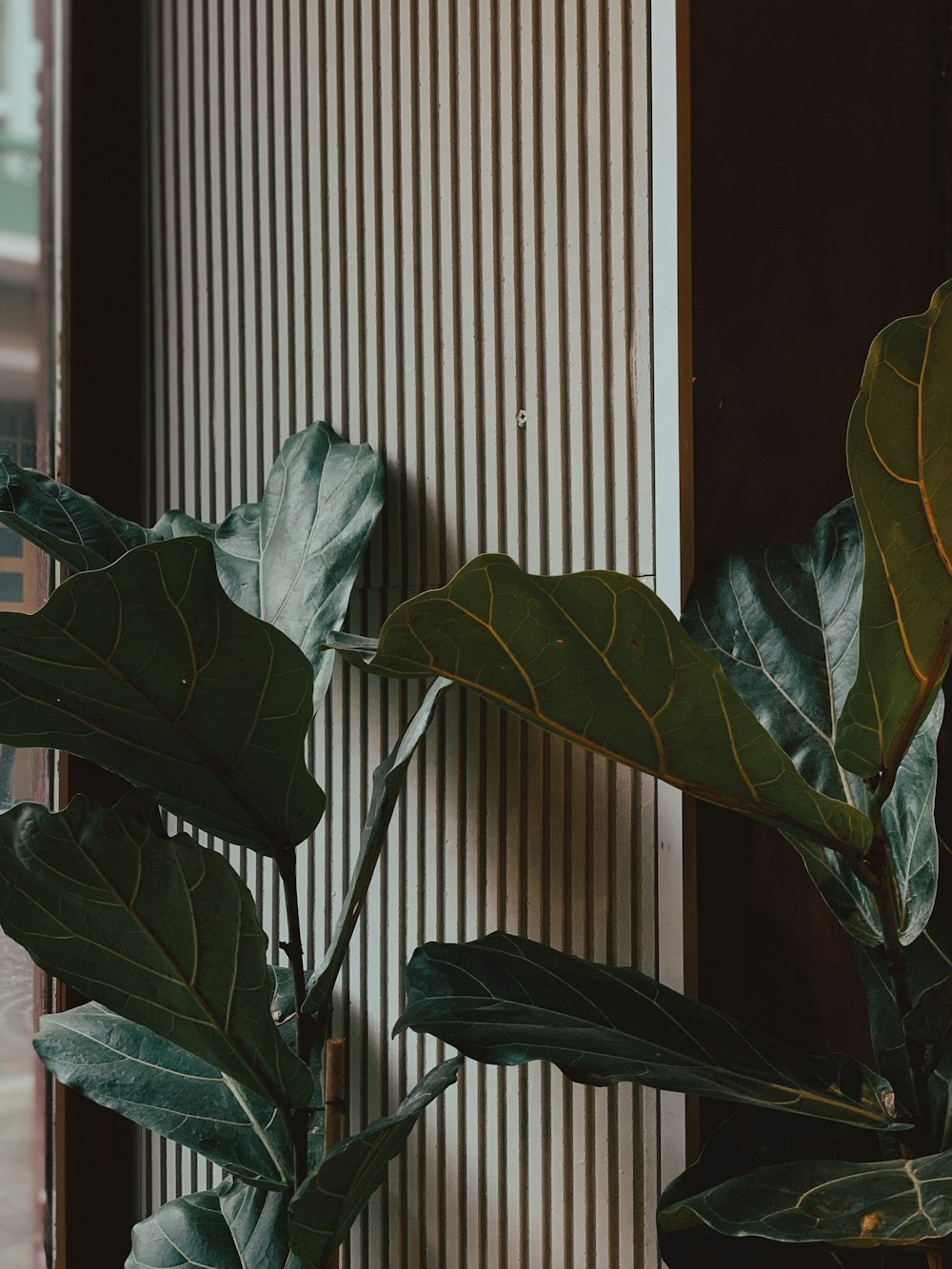 green leaves near white window blinds