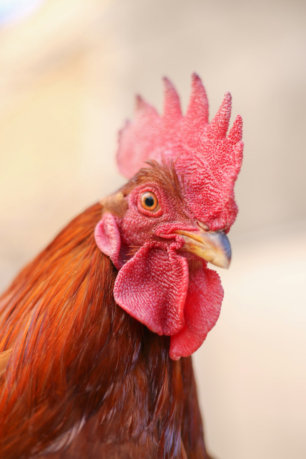 red rooster in close up photography