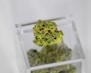 green kush in clear plastic container