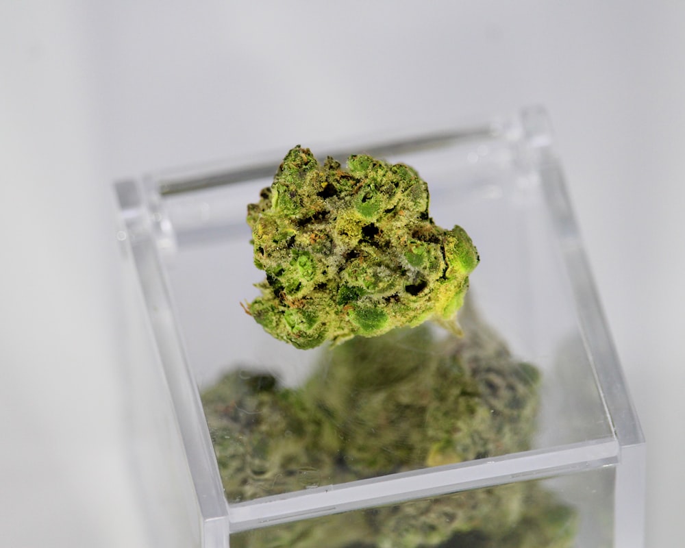 Green Kush dans un récipient en plastique transparent