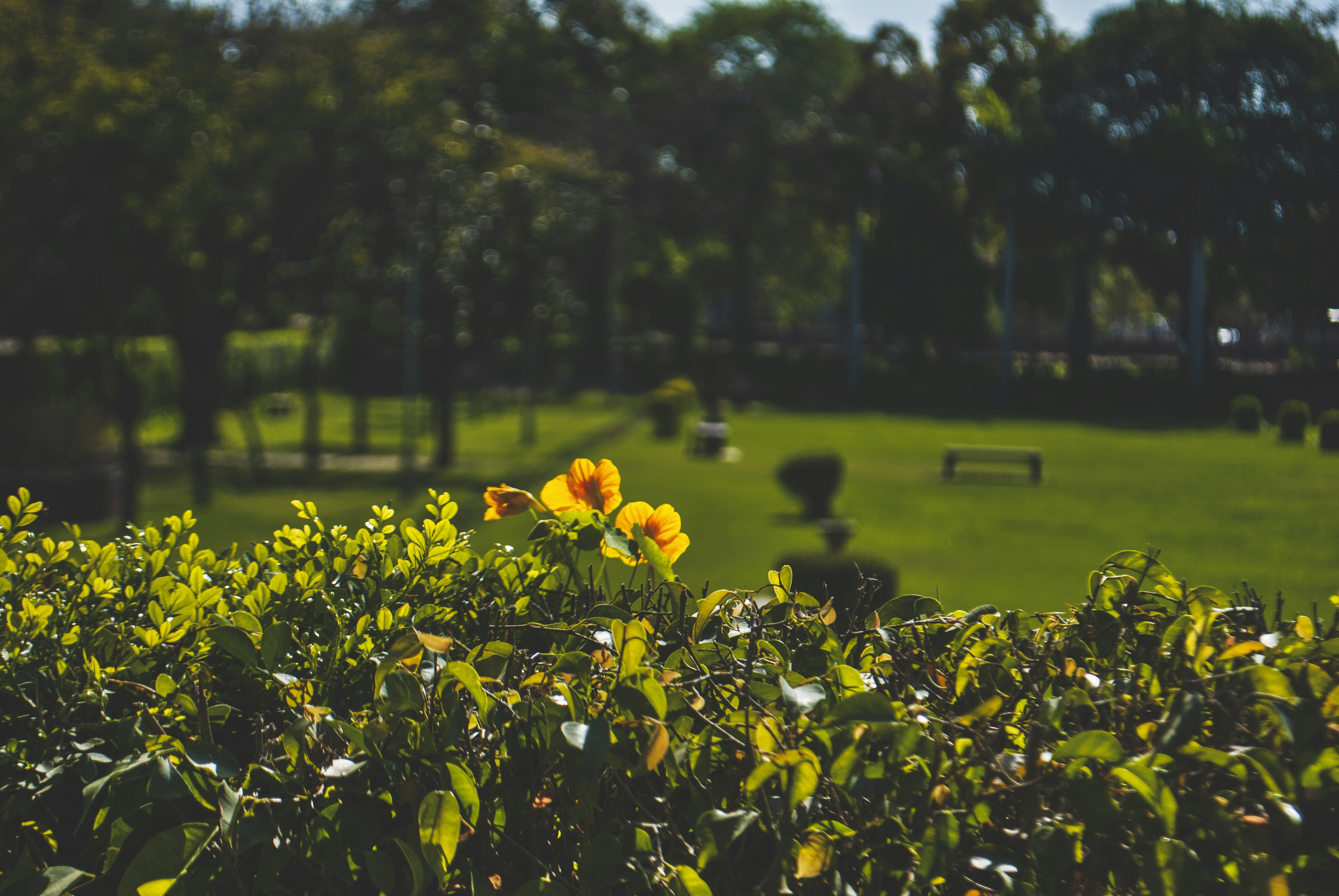 yellow flowers on green grass field during daytime