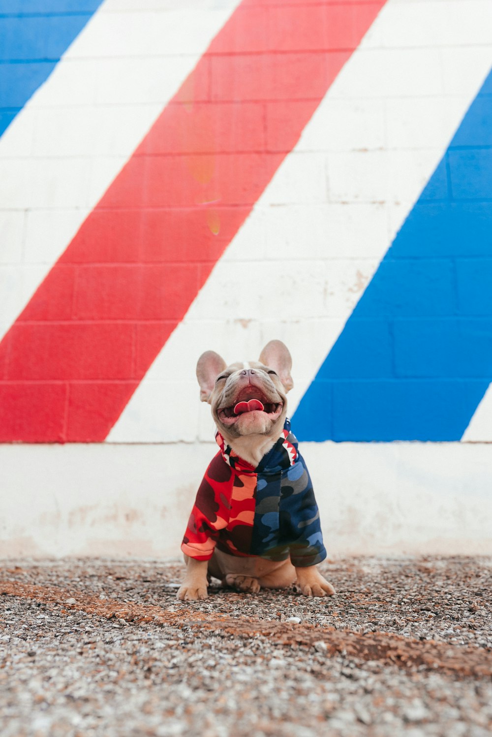 brown short coated dog wearing blue and red shirt