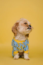 white and brown long coated small dog wearing blue and white polka dot shirt