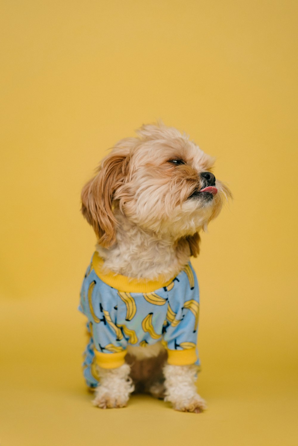 Perro pequeño de pelo largo blanco y marrón con camisa de lunares azul y blanco