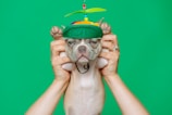 A small dog is being held up by two human hands against a bright green backdrop. The dog is wearing a colorful cap with a propeller on top, which adds a humorous element to the scene. The dog's expression appears indifferent or slightly grumpy.