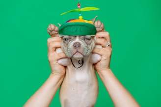 A small dog is being held up by two human hands against a bright green backdrop. The dog is wearing a colorful cap with a propeller on top, which adds a humorous element to the scene. The dog's expression appears indifferent or slightly grumpy.