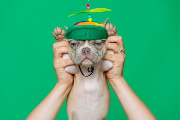 A small dog is being held up by two human hands against a bright green backdrop. The dog is wearing a colorful cap with a propeller on top, which adds a humorous element to the scene. The dog's expression appears indifferent or slightly grumpy.