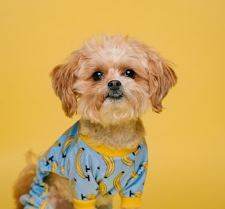 white and brown long coated small dog wearing blue and white polka dot shirt