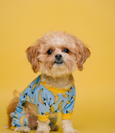 white and brown long coated small dog wearing blue and white polka dot shirt