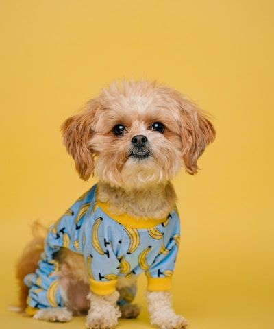 white and brown long coated small dog wearing blue and white polka dot shirt
