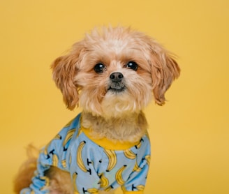 white and brown long coated small dog wearing blue and white polka dot shirt