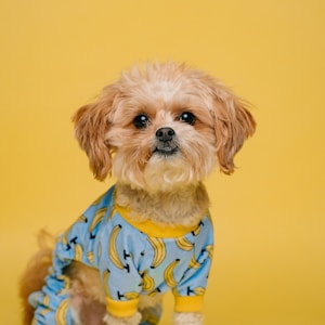 white and brown long coated small dog wearing blue and white polka dot shirt