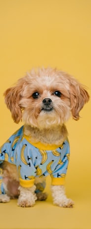 white and brown long coated small dog wearing blue and white polka dot shirt