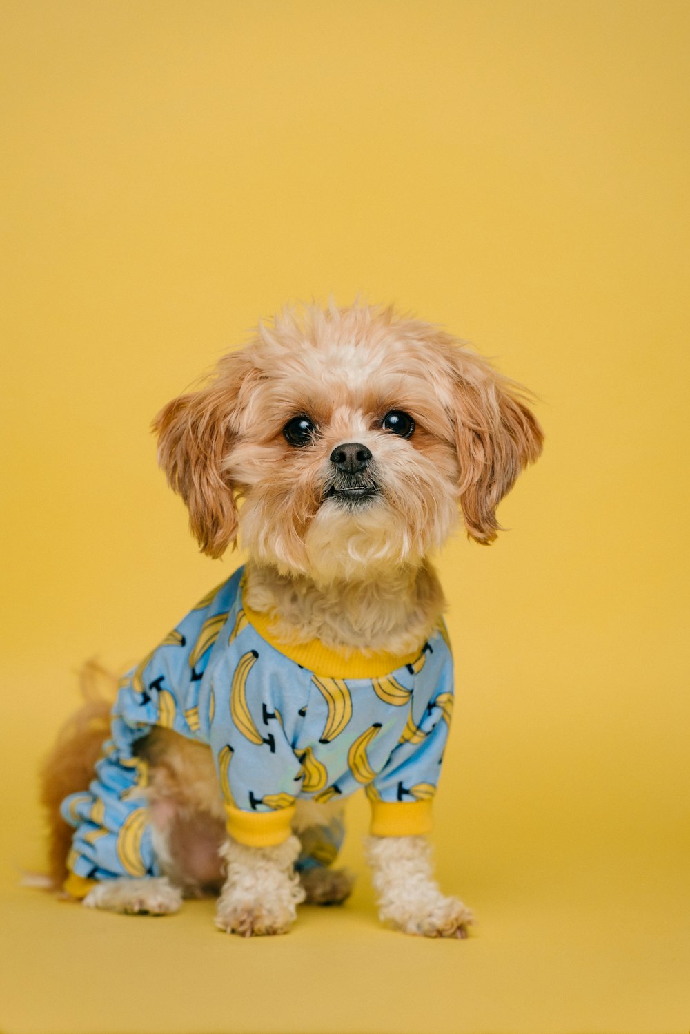 white and brown long coated small dog wearing blue and white polka dot shirt