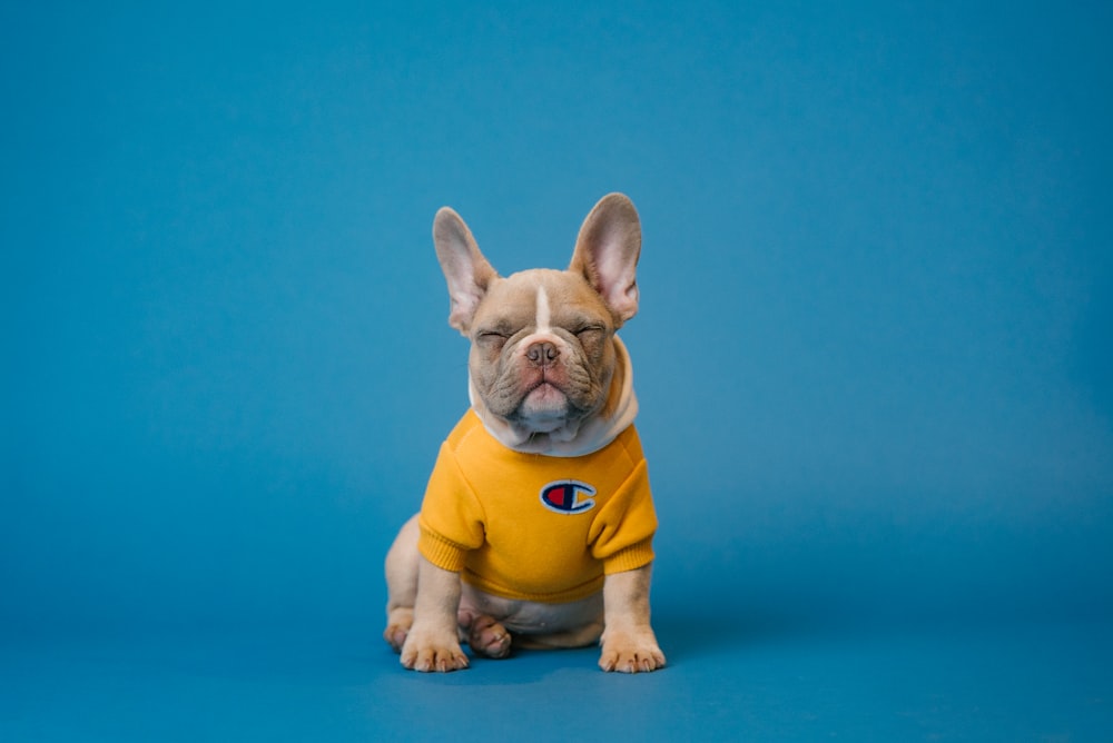 Bulldog francese marrone che indossa una camicia gialla