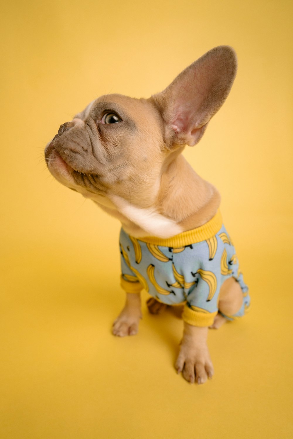 brown short coated small dog in blue and white polka dot shirt