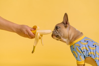 A French bulldog curiously sniffing a fresh treat.