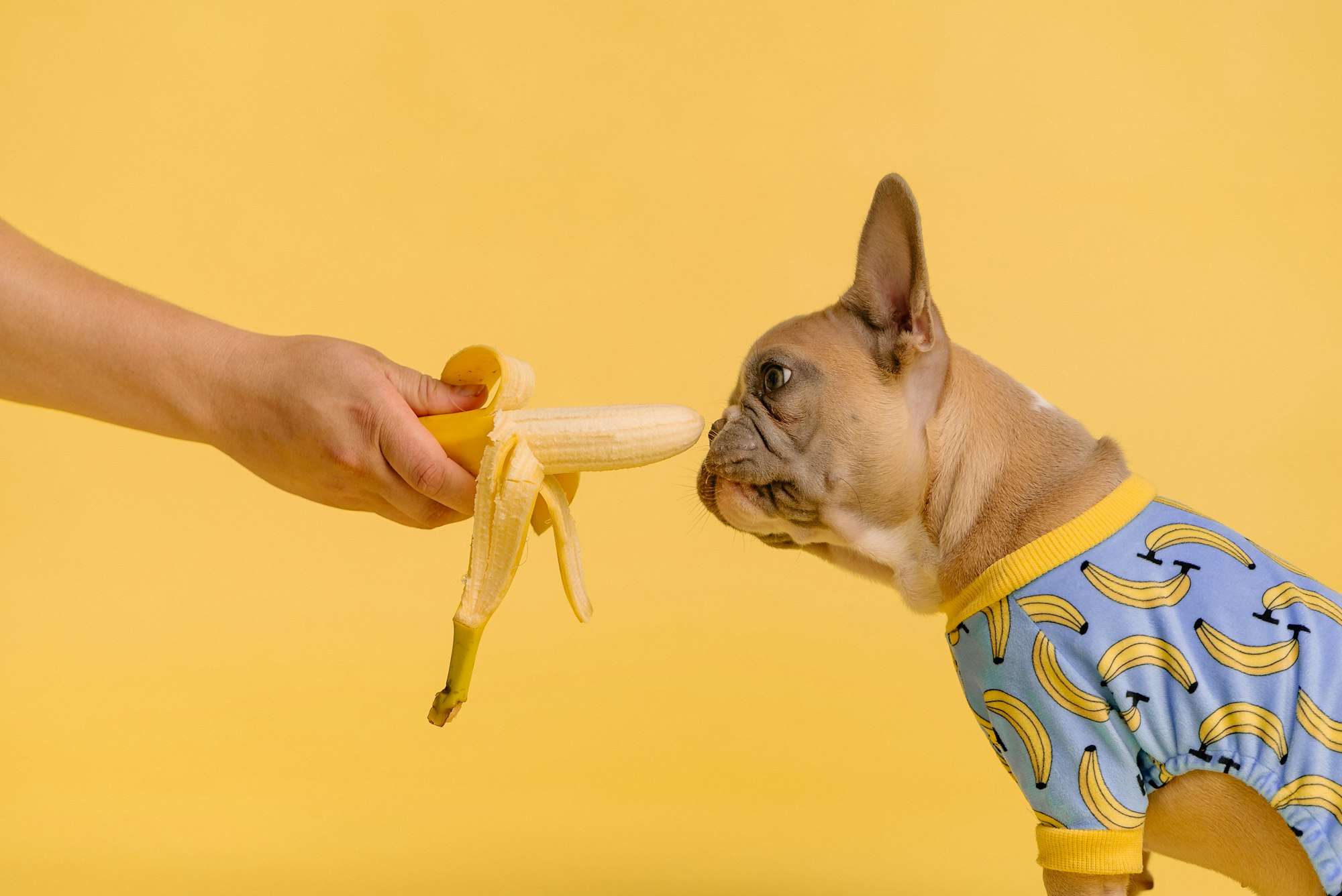 person holding banana in font of a dog