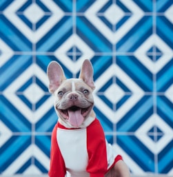 brown short coated dog wearing red and white santa costume