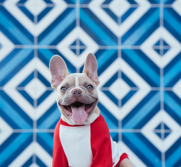 brown short coated dog wearing red and white santa costume