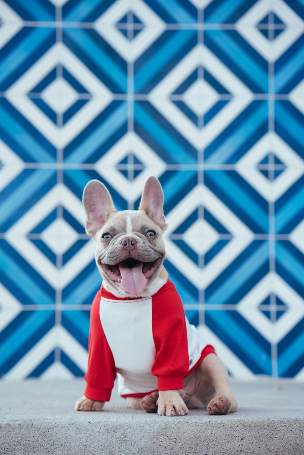 Perro de pelo corto marrón con disfraz de Papá Noel rojo y blanco