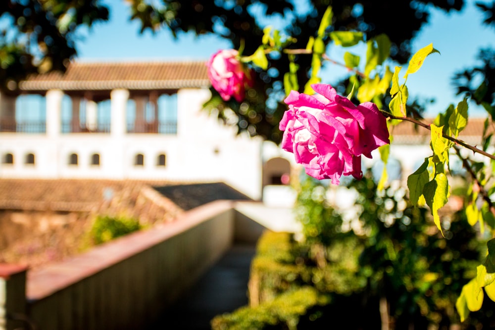 pink rose in bloom during daytime